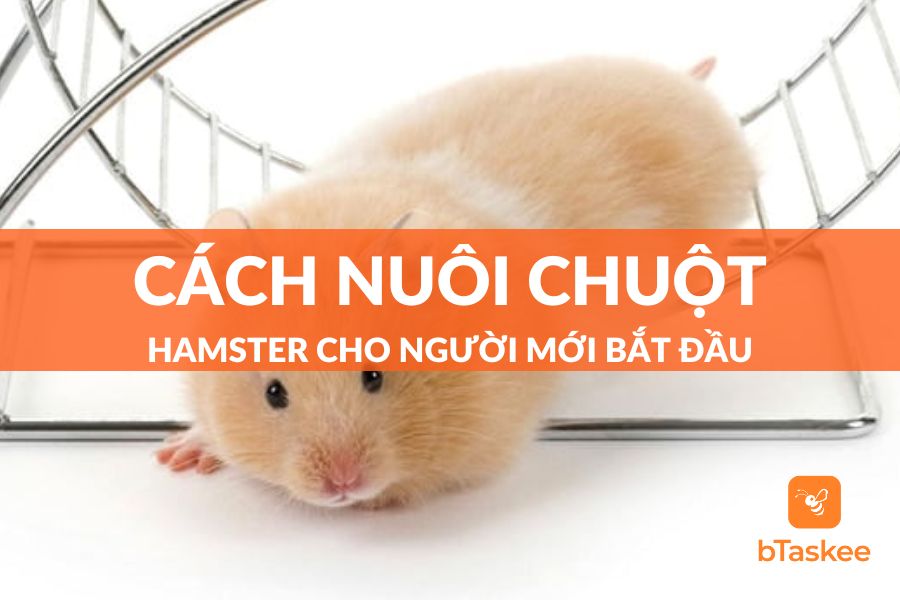 Cách Nuôi Chuột Hamster Chi Tiết Cho Người Mới Bắt Đầu