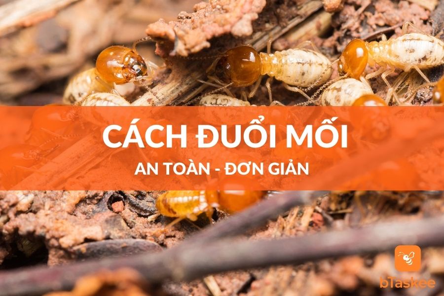 8 Cách Đuổi Mối Tận Gốc Tại Nhà Vô Cùng Hiệu Quả