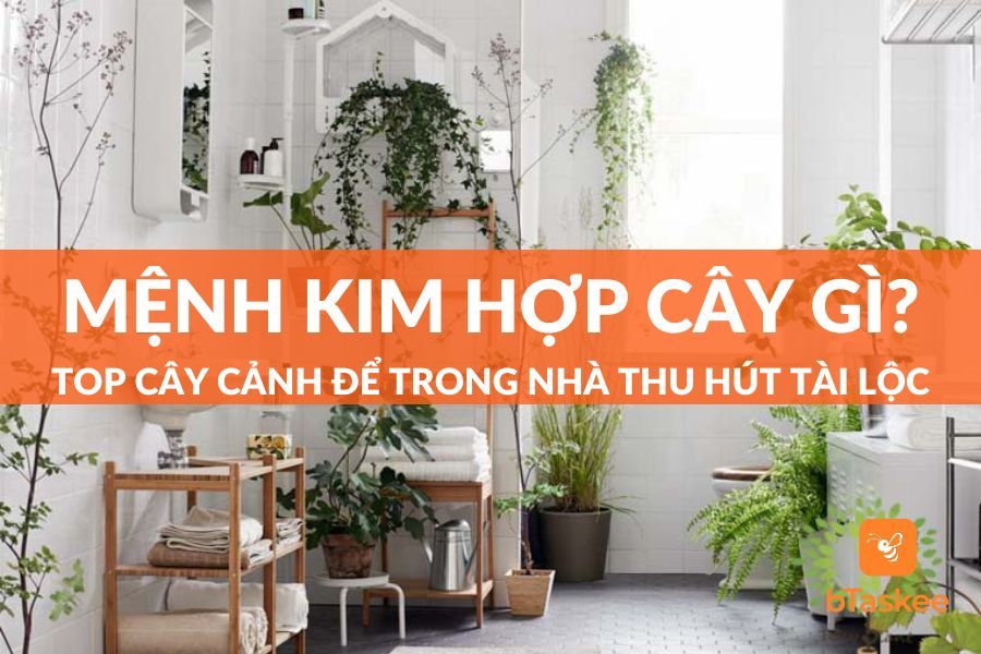 Mệnh Kim Hợp Cây Gì? Top Cây Phong Thủy Hợp Mệnh Kim Đem Lại Tài Lộc