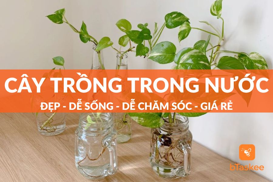27 Cây Trồng Trong Nước Dễ Chăm Trang Trí Trong Nhà