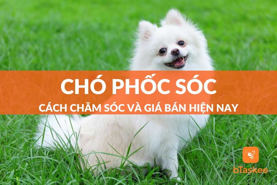 Chó Phốc Sóc (Pomeranian): Nguồn Gốc, Đặc Điểm Và Cách Chăm Sóc Chuẩn