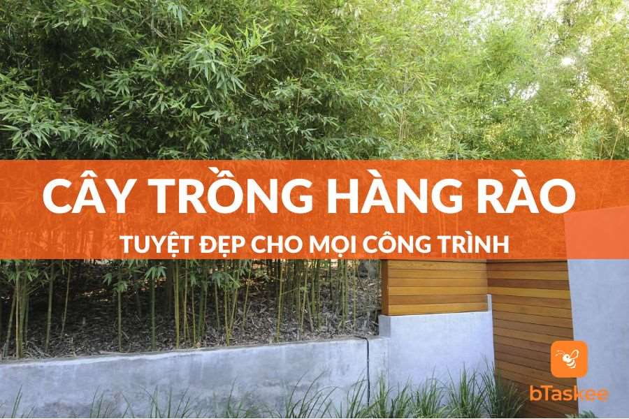 Cây Trồng Hàng Rào Tuyệt Đẹp Cho Mọi Công Trình