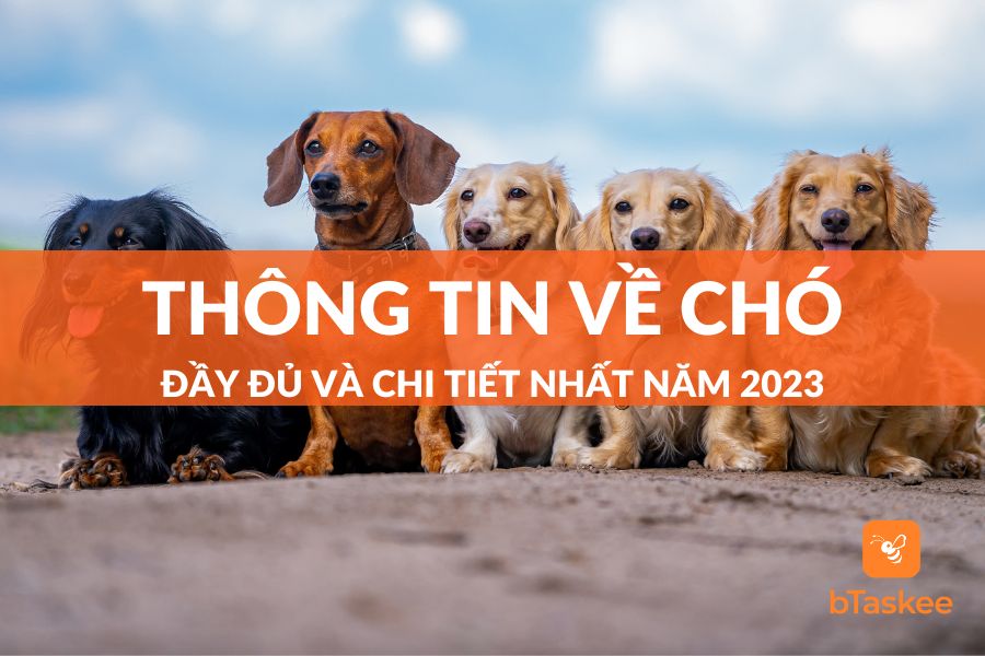 Chó: Nguồn Gốc - Giống Loài - Phân Loại - Giá Bán Tại Việt Nam