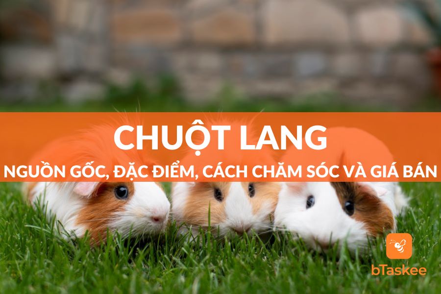 Chuột Lang: Nguồn Gốc, Đặc Điểm, Cách Chăm Sóc Và Giá Bán
