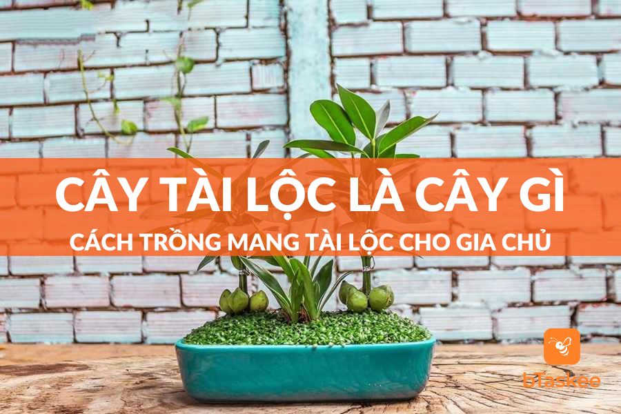 Cây Tài Lộc Là Cây Gì? Cách Trồng Mang Tài Lộc Cho Gia Chủ