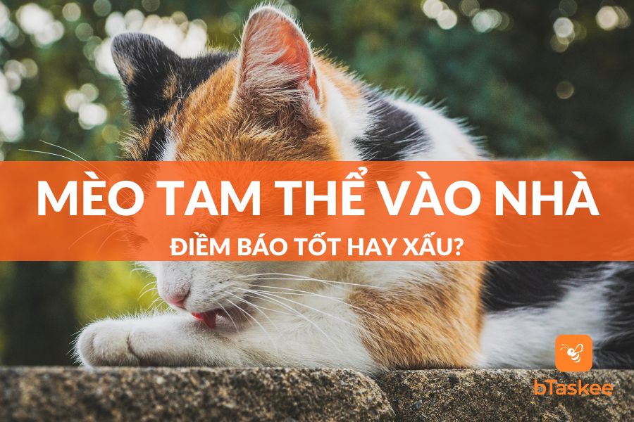 [Giải Mã] Mèo Tam Thể Vào Nhà Điềm Báo Tốt Hay Xấu?