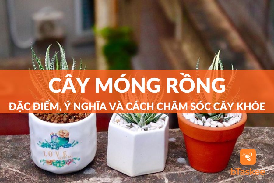 Cây Móng Rồng: Đặc Điểm, Ý Nghĩa Và Cách Chăm Sóc Cây Khỏe