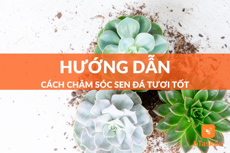 Cách Chăm Sóc Sen Đá Phát Triển Tươi Tốt, Ít Sâu Bệnh