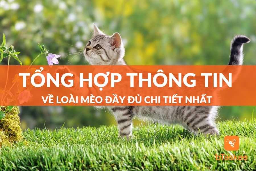 Tổng Hợp Thông Tin Về Loài Mèo Đầy Đủ Chi Tiết Nhất 2023