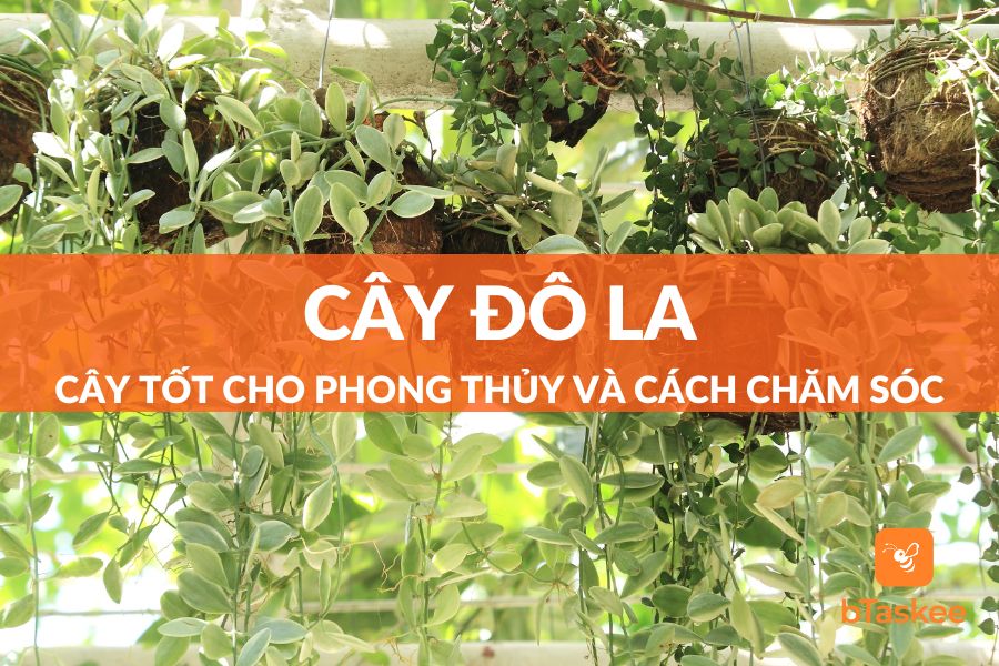 Cây Đô La Tốt Cho Phong Thủy Và Cách Chăm Sóc Cho Cây