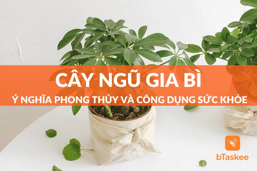Cây Ngũ Gia Bì: Ý Nghĩa Phong Thủy Và Công Dụng Sức Khỏe