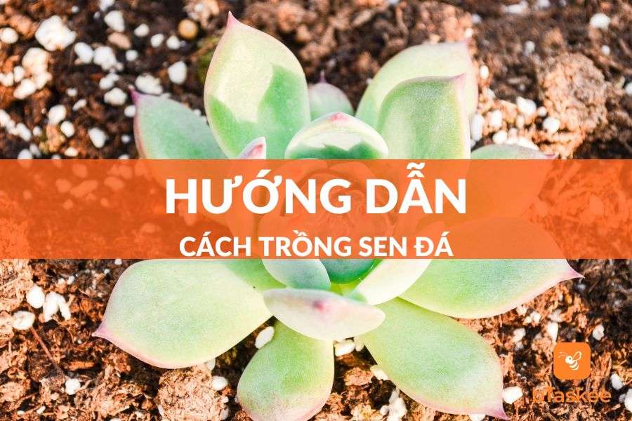 Cách Trồng Sen Đá Đơn Giản Cho Người Mới Bắt Đầu