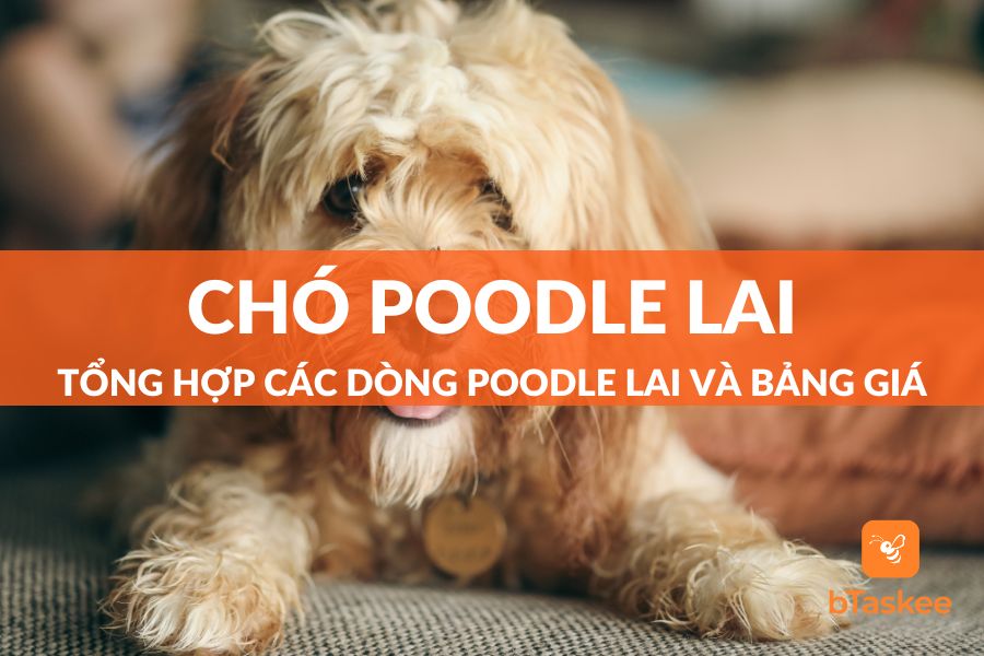 Chó Poodle Lai: Đặc Điểm, Bảng Giá Và Các Giống Poodle Lai Phổ Biến