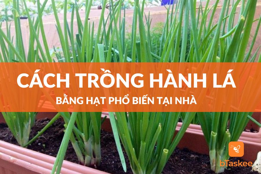 Cách Trồng Hành Lá Bằng Hạt Phổ Biến Tại Nhà
