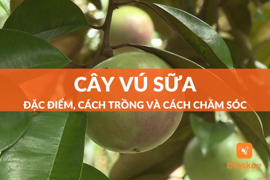 Cây Vú Sữa: Đặc Điểm, Công Dụng, Ý Nghĩa, Cách Trồng Và Cách Chăm Sóc