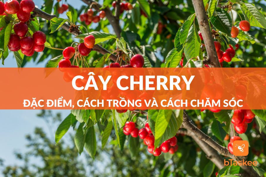Cây Cherry: Đặc Điểm, Cách Trồng Và Cách Chăm Sóc
