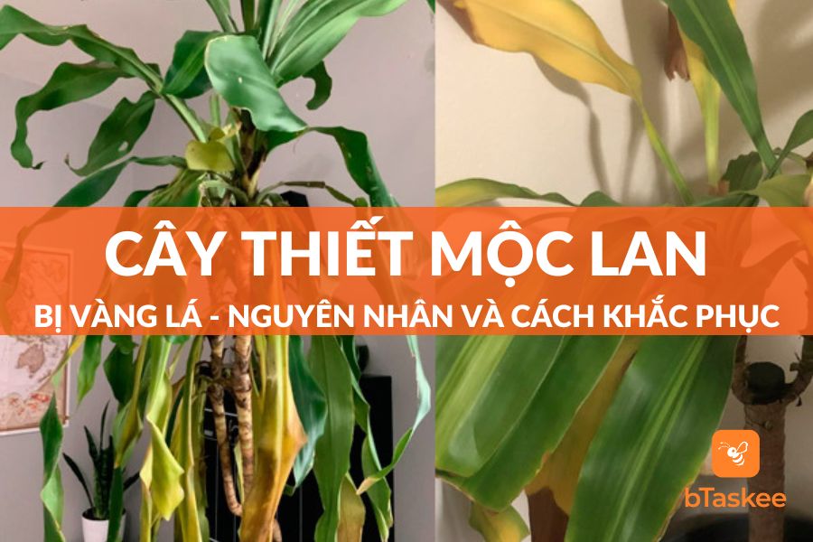 Cây Thiết Mộc Lan Bị Vàng Lá - Nguyên Nhân, Cách Khắc Phục