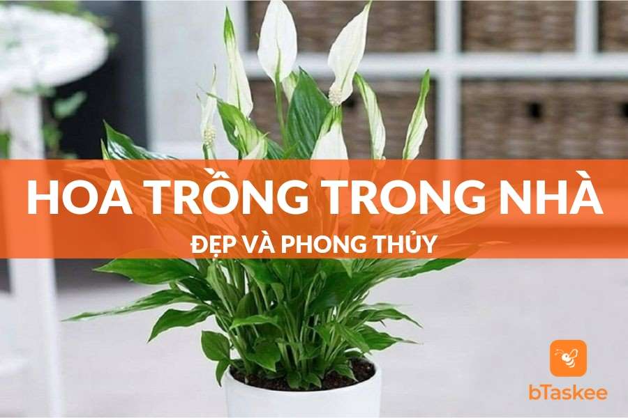 Gợi Ý Các Loại Hoa Trồng Trong Nhà Đẹp Và Phong Thủy