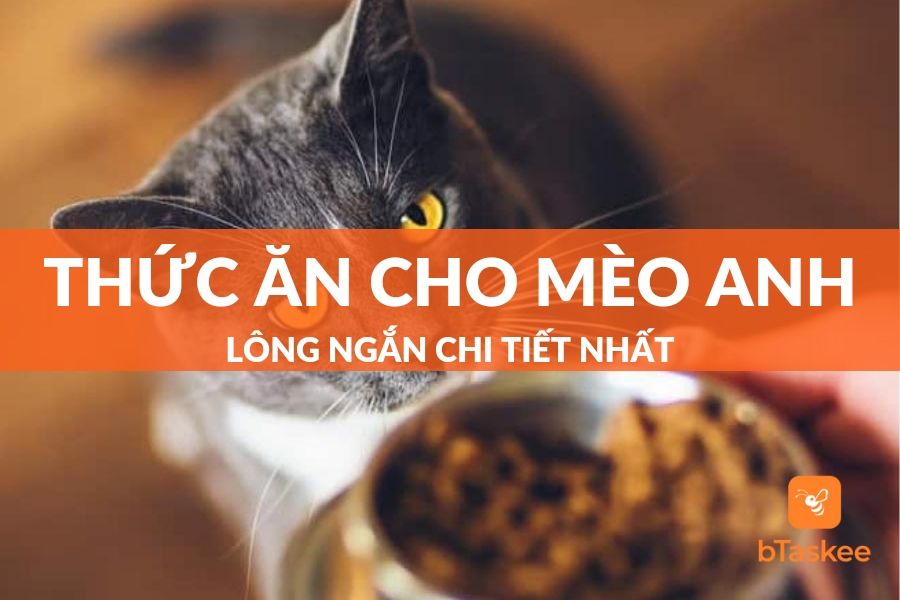 Các Loại Thức Ăn Cho Mèo Anh Lông Ngắn Dinh Dưỡng Nhất