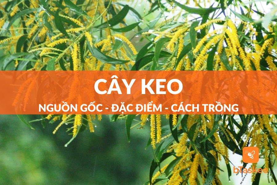 Cây Keo: Nguồn Gốc, Đặc Điểm, Công Dụng Và Cách Trồng Và Chăm Sóc