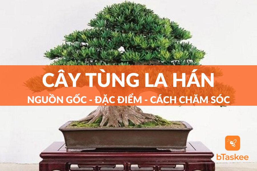 Cây Tùng La Hán: Đặc Điểm, Ý Nghĩa, Cách Trồng Và Lưu Ý Chăm Sóc