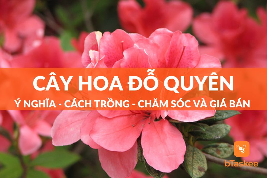 Cây Đỗ Quyên: Ý Nghĩa - Cách Trồng - Chăm Sóc - Giá Bán