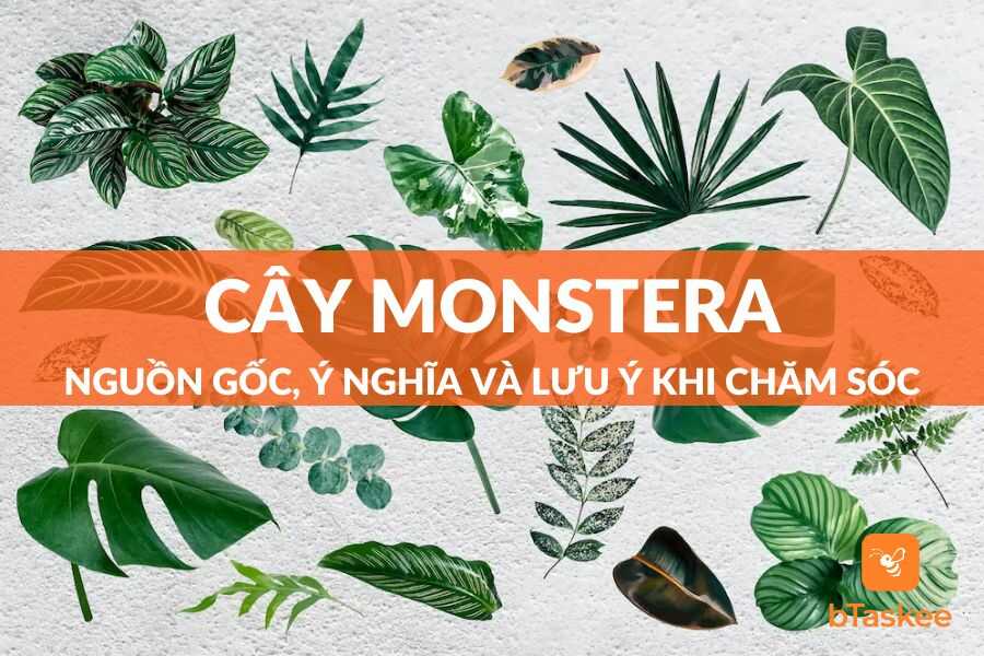 Cây Monstera: Nguồn Gốc, Ý Nghĩa Và Lưu Ý Khi Chăm Sóc