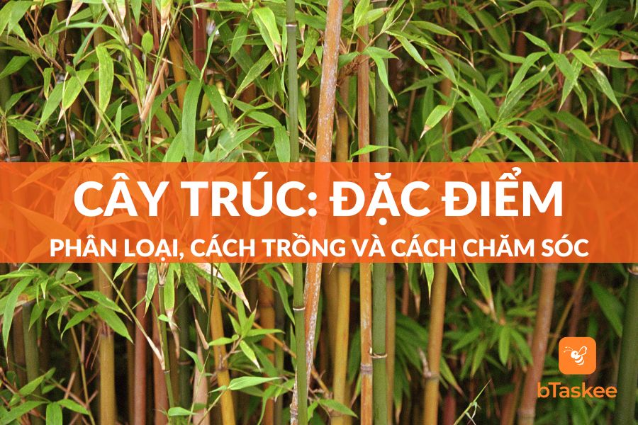 Cây Trúc: Đặc Điểm, Phân Loại, Cách Chăm Sóc Và Cách Trồng