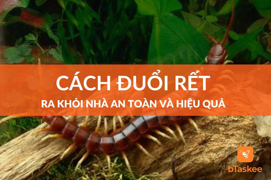 Cách Đuổi Rết Ra Khỏi Nhà An Toàn Và Hiệu Quả