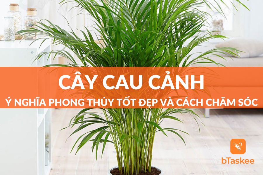 Cây Cau Cảnh: Ý Nghĩa Phong Thủy Và Cách Chăm Sóc