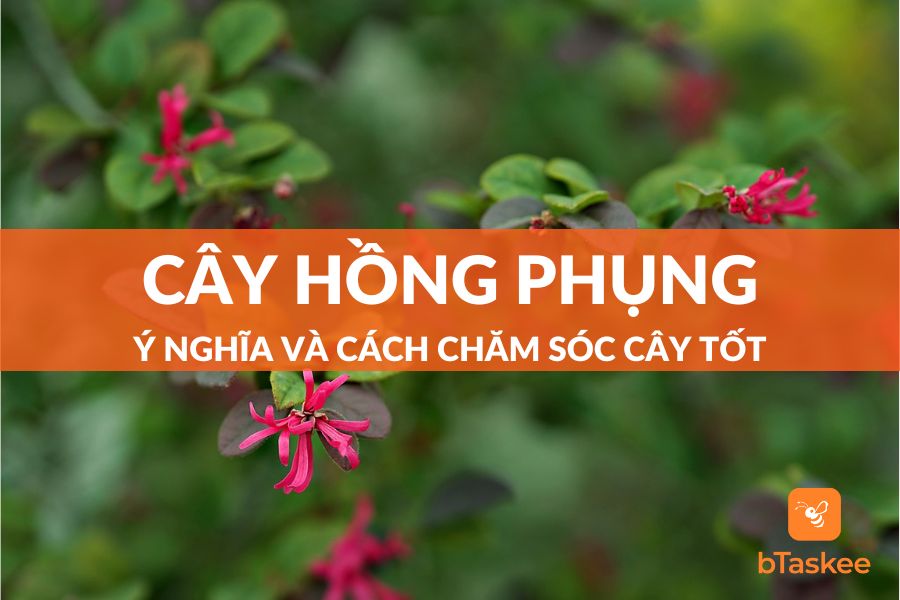 Cây Hồng Phụng Là Cây Gì? Ý Nghĩa Và Cách Chăm Cây Tốt