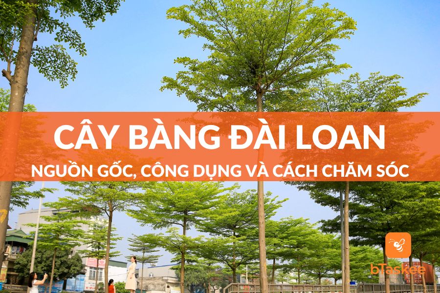 Cây Bàng Đài Loan: Nguồn Gốc, Công Dụng, Cách Chăm Sóc