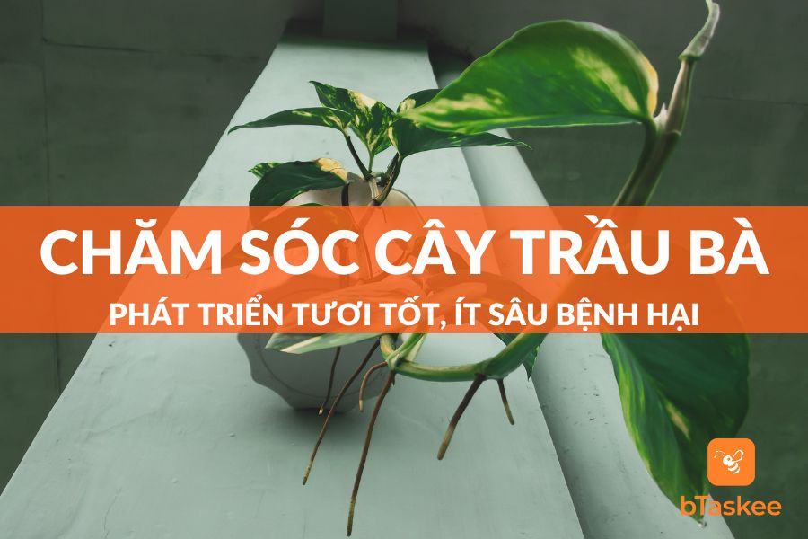 Cách Chăm Sóc Cây Trầu Bà Xanh Tốt, Ít Bị Sâu Bệnh Hại