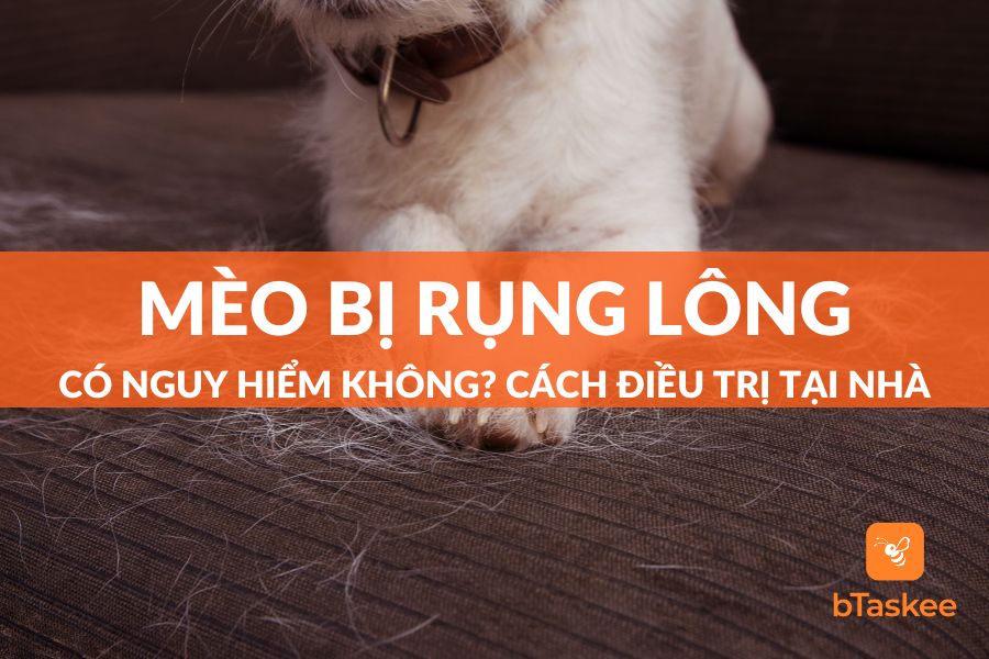 Mèo Rụng Lông Có Nguy Hiểm Không? Cách Điều Trị Và Chăm Sóc Tại Nhà Ra Sao?