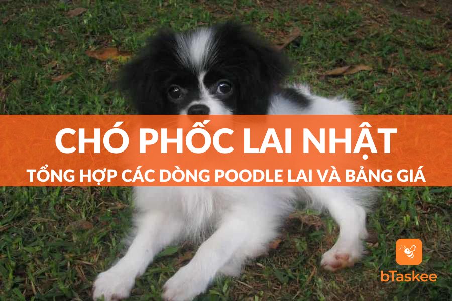 Chó Phốc Lai Nhật Là Giống Gì? Đặc Điểm Và Giá Thành Ra Sao?