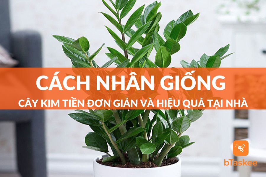 Cách Nhân Giống Cây Kim Tiền Đơn Giản Hiệu Quả Tại Nhà