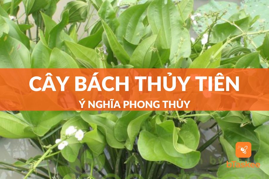 Cây Bách Thủy Tiên: Đặc Điểm, Công Dụng, Ý Nghĩa Và Cách Chăm Sóc