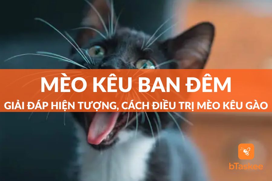 Hiện Tượng Mèo Kêu Ban Đêm Và Cách Điều Trị Mèo Kêu Gào