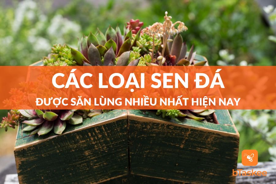 Các Loại Sen Đá Được Săn Lùng Nhiều Nhất Hiện Nay