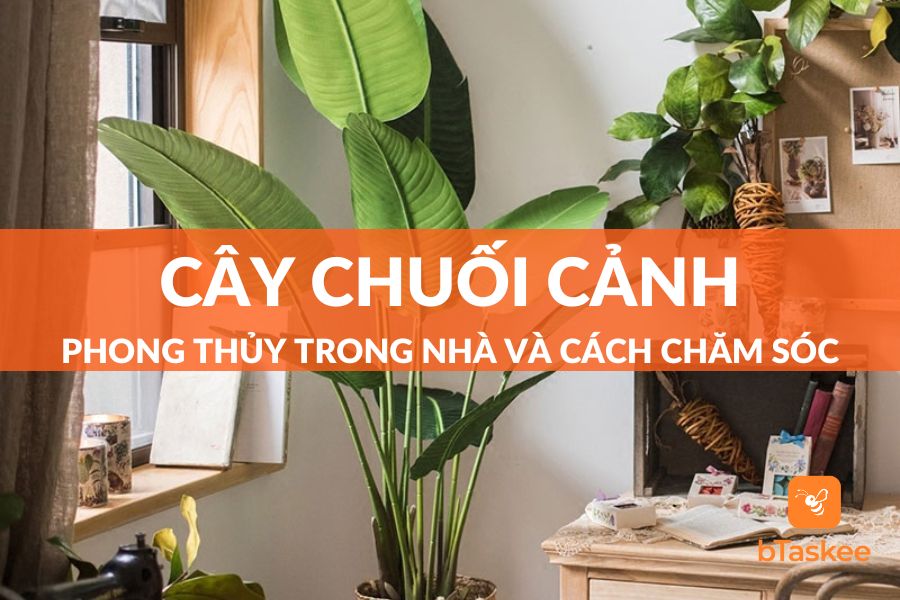 Cây Chuối Cảnh Phong Thủy Trong Nhà Và Cách Chăm Sóc