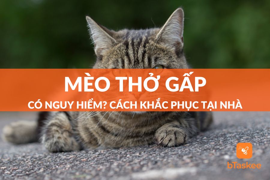Mèo Thở Gấp Có Nguy Hiểm? Cách Khắc Phụ Tại Nhà