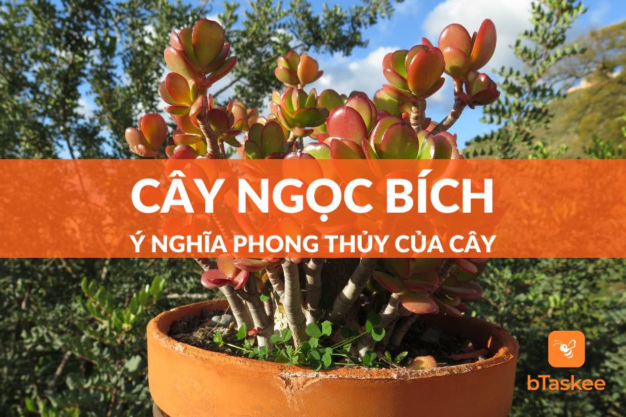 Cây Ngọc Bích Là Cây Gì? Ý Nghĩa Phong Thủy Của Cây?