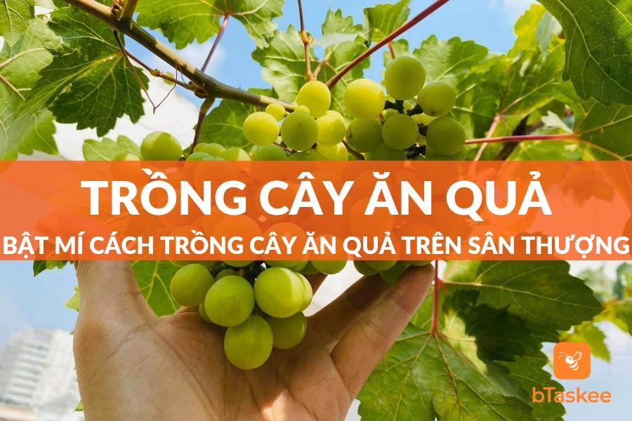 Cách Trồng Cây Ăn Quả Trên Sân Thượng Đúng Kỹ Thuật