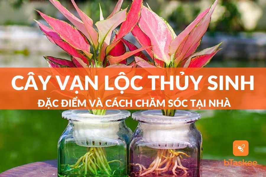 Cây Vạn Lộc Thủy Sinh: Đặc Điểm Và Cách Chăm Sóc Chuẩn