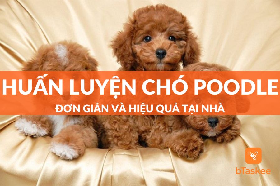 Bật Mí Cách Huấn Luyện Chó Poodle Đơn Giản Ngay Tại Nhà