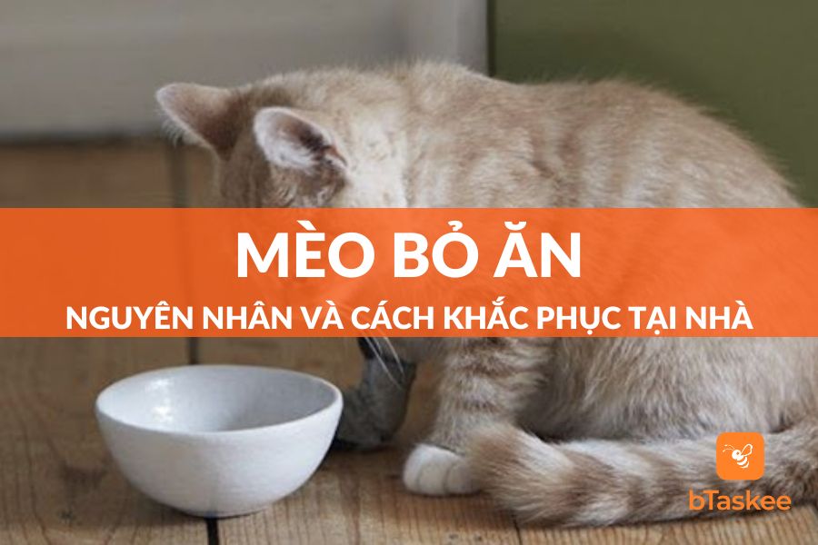 Mèo Bỏ Ăn: Nguyên Nhân Và Cách Khắc Phục Đơn Giản Tại Nhà