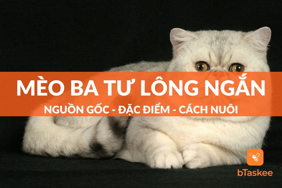 Chi Tiết Về Mèo Exotic Hay Mèo Ba Tư Lông Ngắn, Mặt Tịt