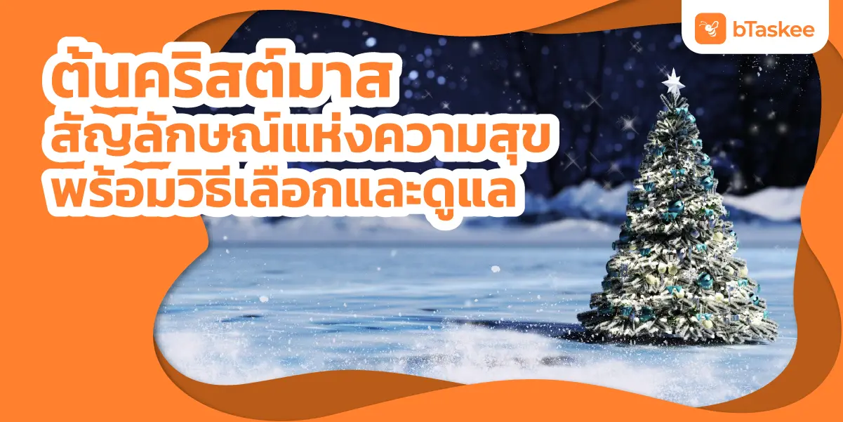 ต้นคริสต์มาส สัญลักษณ์แห่งความสุข พร้อมวิธีเลือกและดูแล