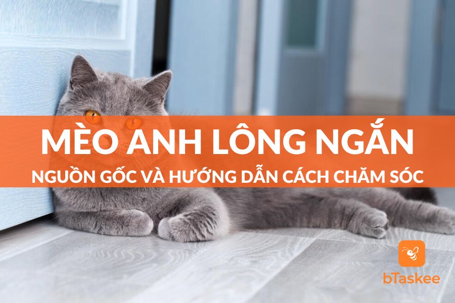 Mèo Anh Lông Ngắn: Nguồn Gốc, Đặc Điểm, Giá Bán Và Cách Chăm Sóc