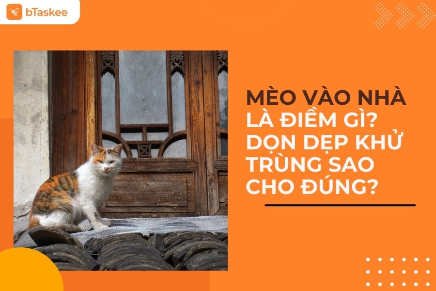Mèo Vào Nhà Là Điềm Gì? Dọn Dẹp Khử Trùng Sao Cho Đúng?